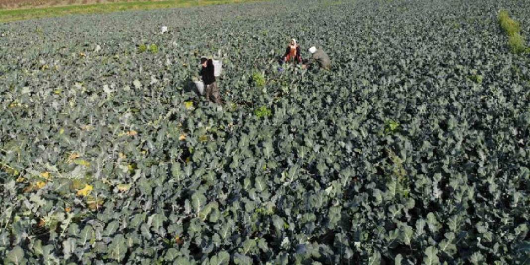 Kış ayının ‘Yeşil Altını’! Türkiye’nin ihtiyacının %50’si buradan sağlanıyor: Çiftçi fiyatlar karşısında eziliyor 3